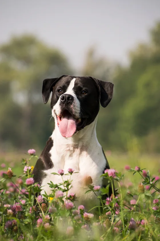 Dog practicing a stay cue in a meadow