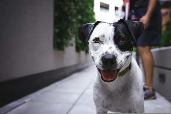 Dog walking on a loose leash beside its owner