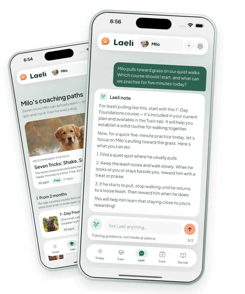 Laeli Chat alongside the Train library, showing advice and courses to explore